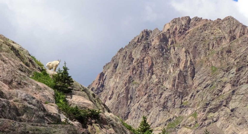 A mountain goat peers over a rocky ridge 